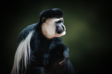 Mantled Guereza monkey (Colobus guereza)