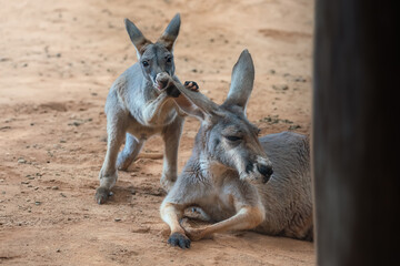 Fototapeta premium Baby Red Kangaroo playing with its mothers ear (Osphranter rufus)