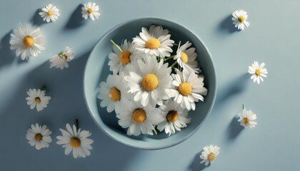 flat lay top view of round flat vase with chamomile flowers isolated on pastel blue background white flowers in vase on blue table