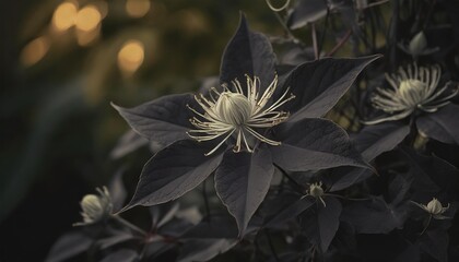 vertical image of serious black bush clematis clematis recta lime close in flower in a garden setting - obrazy, fototapety, plakaty