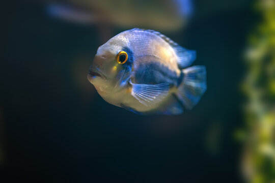 Uaru (Uaru amphiacanthoides) - Freshwater Fish