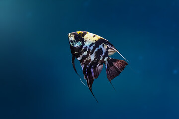 Marble Angelfish (Pterophyllum scalare) - Freshwater Fish
