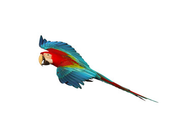 Colorful flying Green-Wing Macaw parrot isolated on transparent background png file