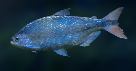 Piraputanga (Brycon hilarii) - Freshwater Fish