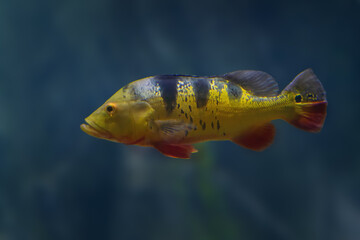 Monoculus Peacock Bass (Cichla monoculus) - Freshwater Fish