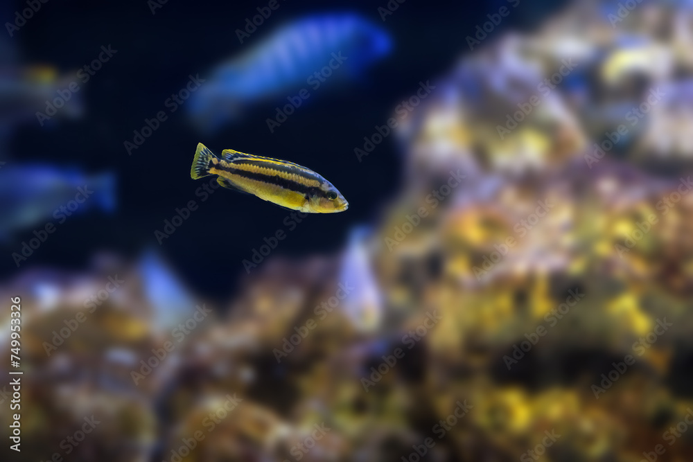 Wall mural chipokae cichlid (melanochromis chipokae) - freshwater fish