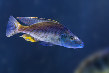 Malawi Eyebiter (Dimidiochromis compressiceps) - Freshwater Fish