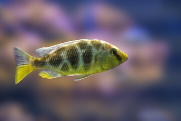 Venustus Hap (Nimbochromis venustus) - Freshwater Fish