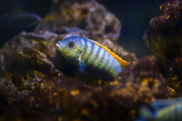 Fototapeta na wymiar William's Mbuna (Maylandia greshakei) - Freshwater Fish