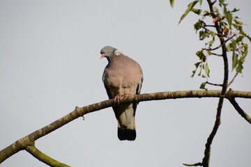 Woodpigeon (Columba palumbus) on a branch silhouetted against the sky in profile. Common wood pigeon is a large, colorful bird in the dove family with white patches on its neck. Common in Europe.