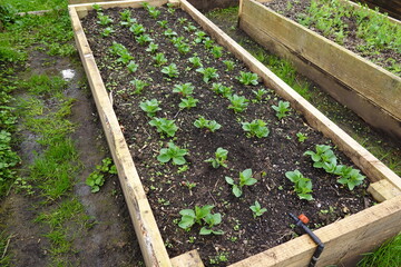 raised wooden bed with broad beans in the urban vegetable garden. broad bean plants growing.