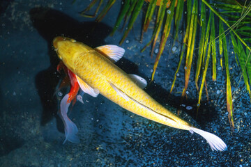 Yellow Koi Fish (Cyprinus carpio)