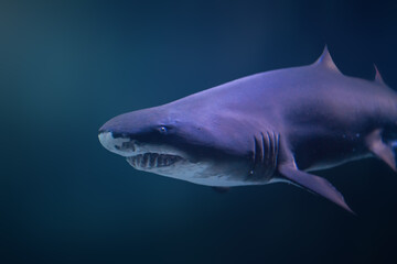 Sand Tiger Shark (Carcharias taurus)