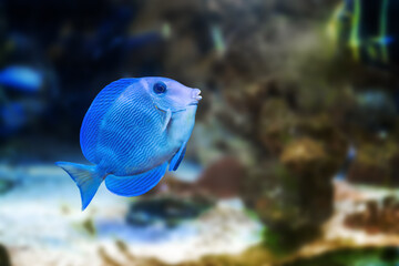 Blue Tang Surgeonfish (Acanthurus coeruleus) - Marine Fish