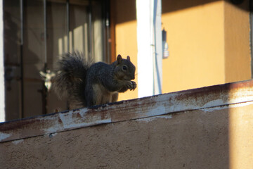 Wild animals in the city, cute squirrel on the house balcony in Los Angeles, California, USA.