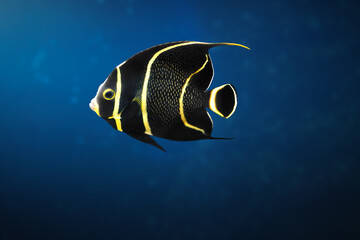 Juvenile French Angelfish (Pomacanthus paru) - Marine Fish
