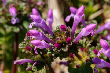 紫色の花を咲かせたホトケノザ
