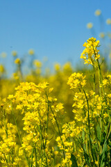 春の到来を感じさせる菜の花