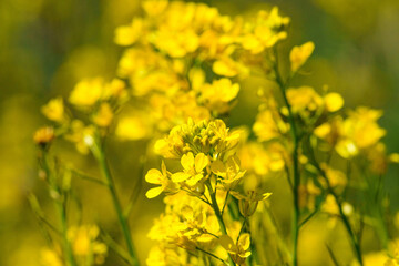 春の到来を感じさせる菜の花