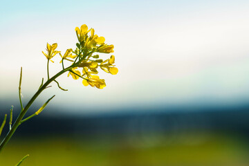 Obraz premium 春の到来を感じさせる菜の花