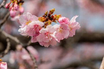 早咲の桜の花