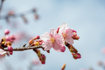 早咲の桜の花