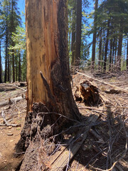Douglas squirrels (or chickaree) on a tree trunk in Mariposa Grove of Giant Sequoias, Yosemite National Park, California, USA.