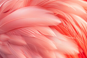 Flamingo feather background close-up