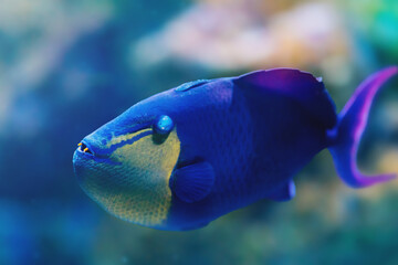Redtoothed Triggerfish (Odonus niger) - Marine Fish