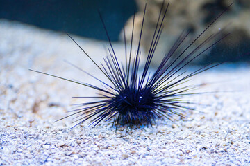Porcupine Sea Urchin (Diadema setosum) - Powered by Adobe