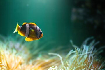Clark's Anemonefish (Amphiprion clarkii) or Yellowtail Clownfish - Marine Fish