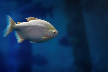 Albino Small-scaled Pacu (Piaractus mesopotamicus) - Freshwater Fish