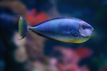 Orange Spine Surgeonfish (Naso lituratus) - Marine Fish