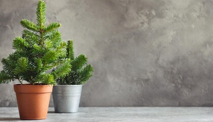 beautiful green christmas tree in a pot on grey concrete wall background zero waste environment friendly concept minimalist style holiday banner template with copy space