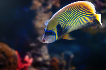 Emperor Angelfish (Pomacanthus imperator) - Marine Fish