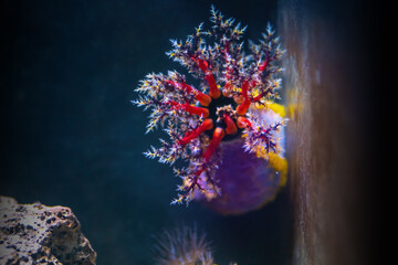 Violet Sea Apple (Pseudocolochirus violaceus) with red tentacles