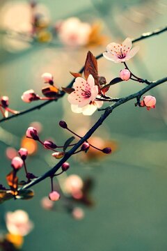 Fototapeta Springtime - Beautiful flowering Japanese cherry - Sakura. Background with flowers on a spring day.