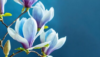 set of blue magnolia flowers twig spring collection isolated on blue background shallow depth soft toned floral springtime copy space