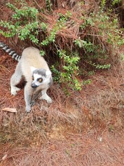 Lemurien lac Mantasoa