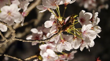 夜桜