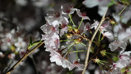 夜桜