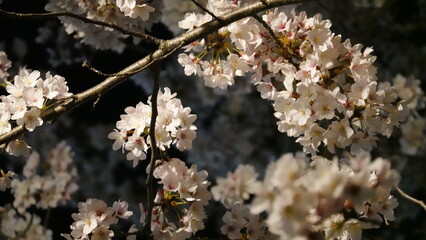 夜桜