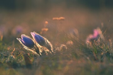 Beautiful violet flowers on a meadow at sunset. Beautiful natural colorful background. Pasque flower (Pulsatilla grandis)