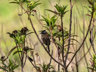 Rufous-collared Sparrow, Zonotrichia capensis, sitting on a thin twig in Biopark Wakata, Colombia