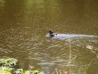 Pied-billed Grebe, Podilymbus podiceps, foraging on water in Biopark Wakata, Colombia