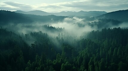 Foggy Forest Filled With Trees