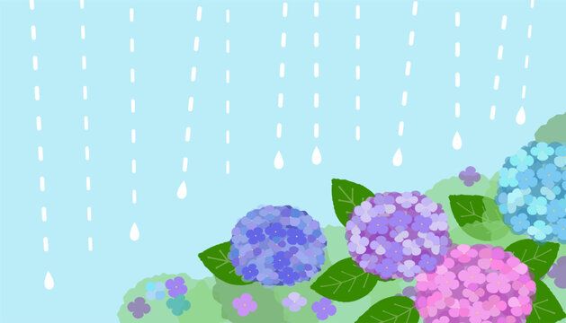 雨に濡れたカラフルなアジサイの花のベクター画像