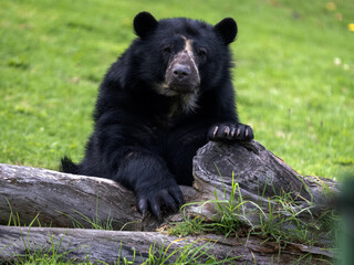Spectacled bear, Tremarctos ornatus, resting on a tree trunk, Wakata Biopark, Colombia