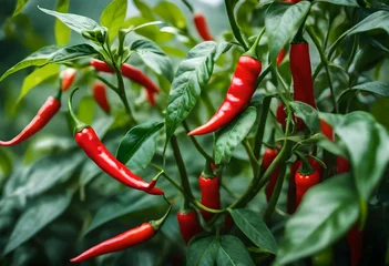 Keuken spatwand met foto red hot chili pepper © Aqsa