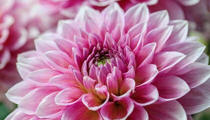 pink dahlia petals macro floral abstract background close up of flower dahlia for background soft focus